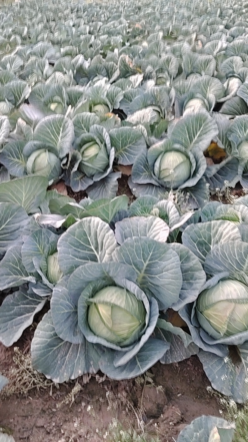 新鲜包菜上市大量现货价格美丽