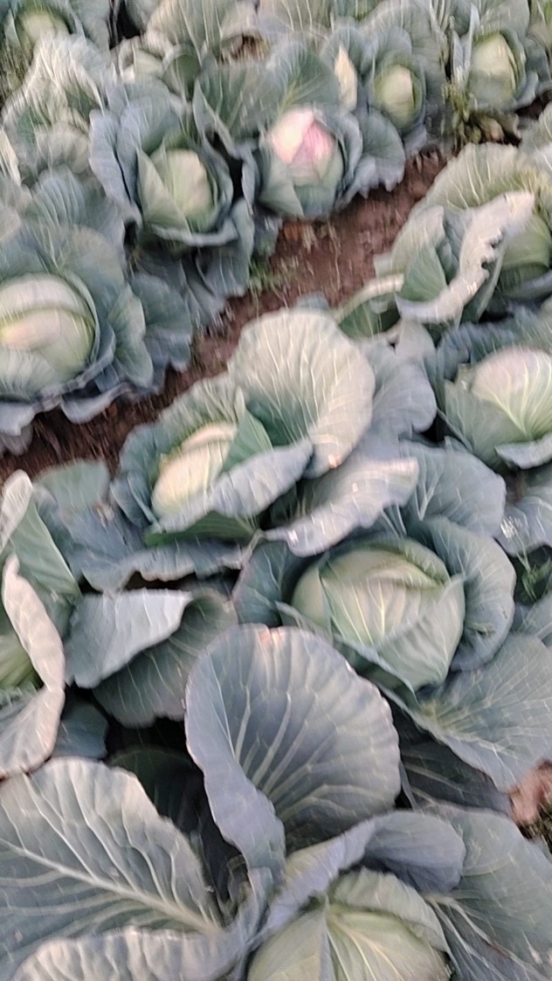 新鲜包菜上市大量现货价格美丽