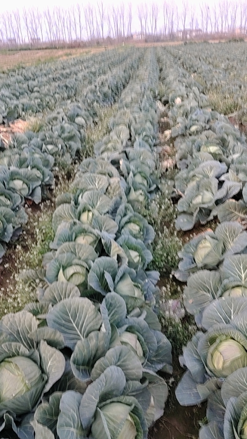 新鲜包菜上市大量现货价格美丽
