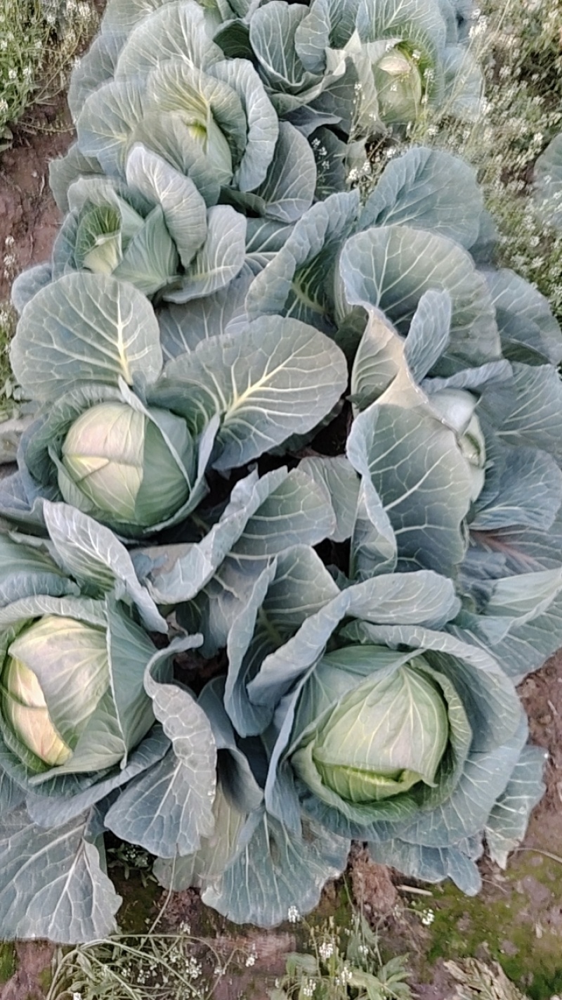 新鲜包菜上市大量现货价格美丽