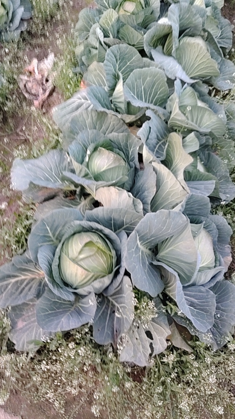 新鲜包菜上市大量现货价格美丽