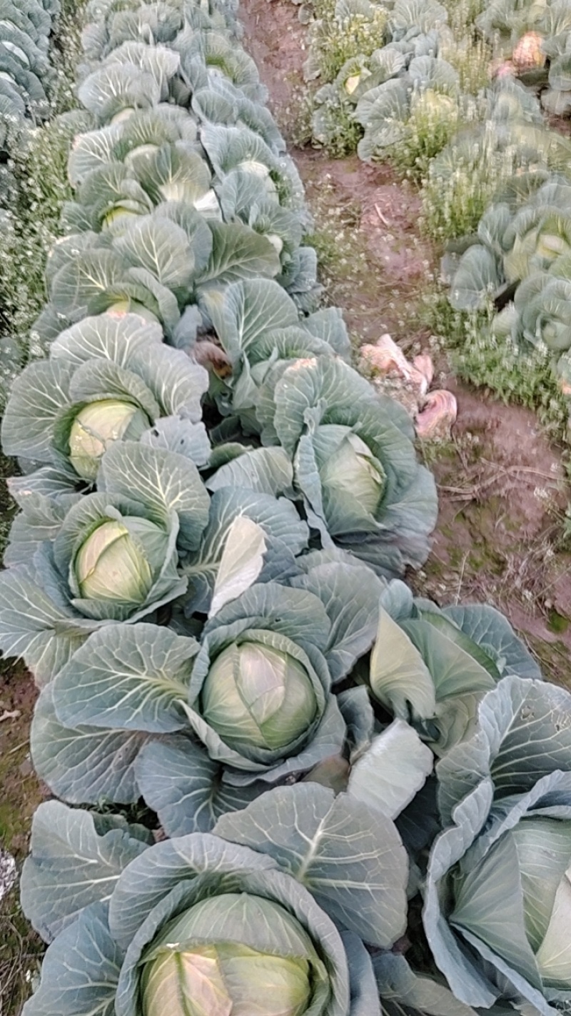 新鲜包菜上市大量现货价格美丽