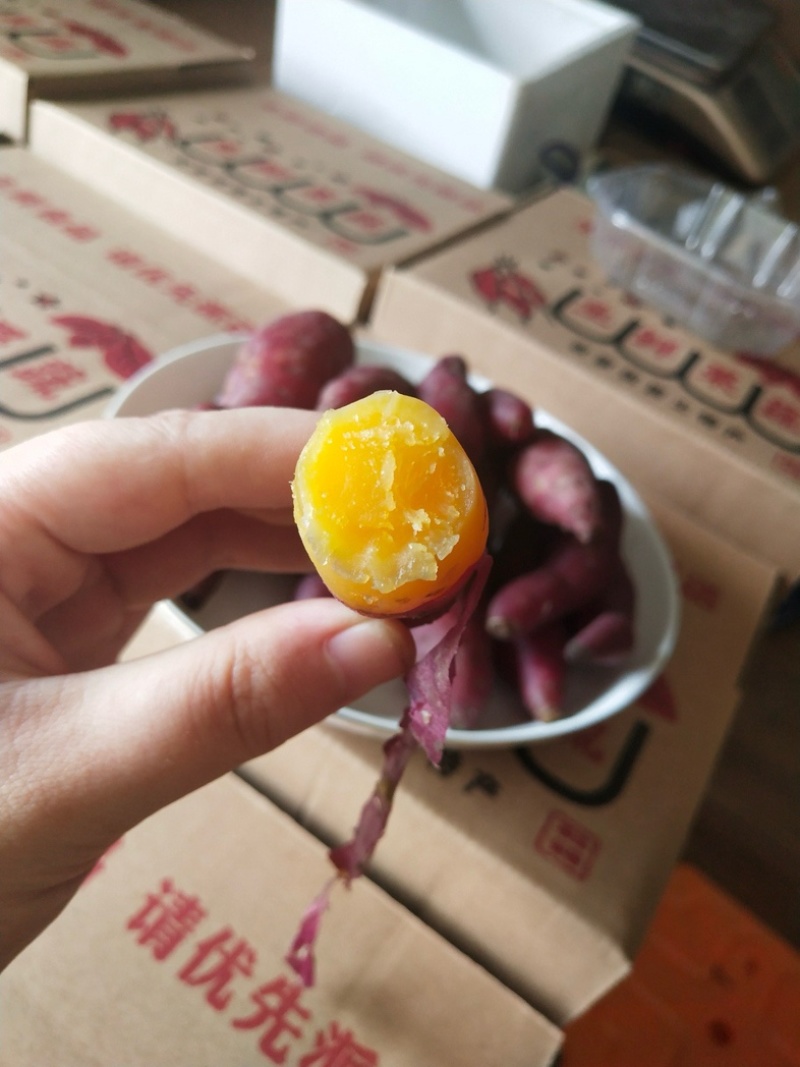 海南沙地小香薯天目小香薯批发代发