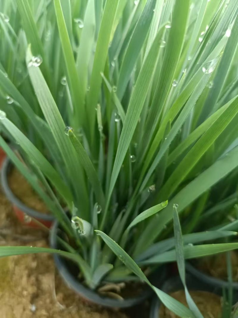 马莲，现货供应，量大，量大，马蔺，有量，马兰