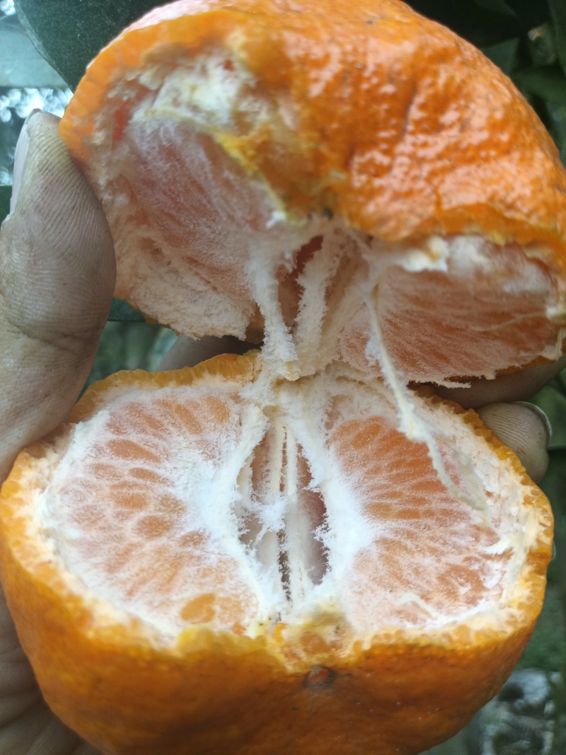 碰柑