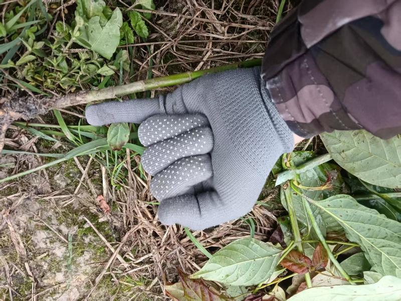 钩藤种苗中药材种植一年生/两年生壮苗基地直销
