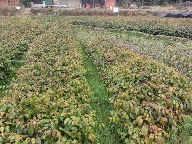 钩藤种苗中药材种植一年生/两年生壮苗基地直销