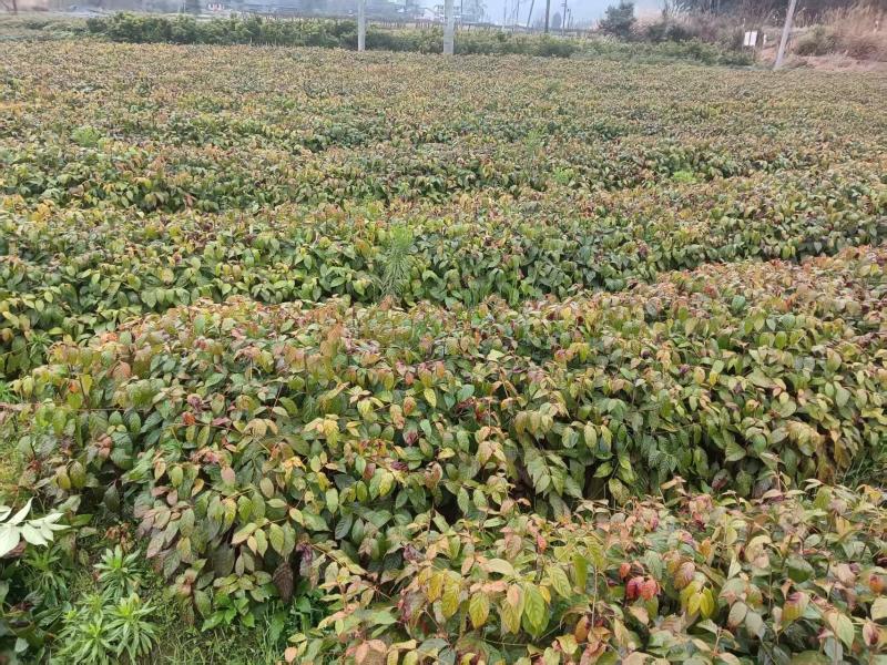 钩藤种苗中药材种植一年生/两年生壮苗基地直销