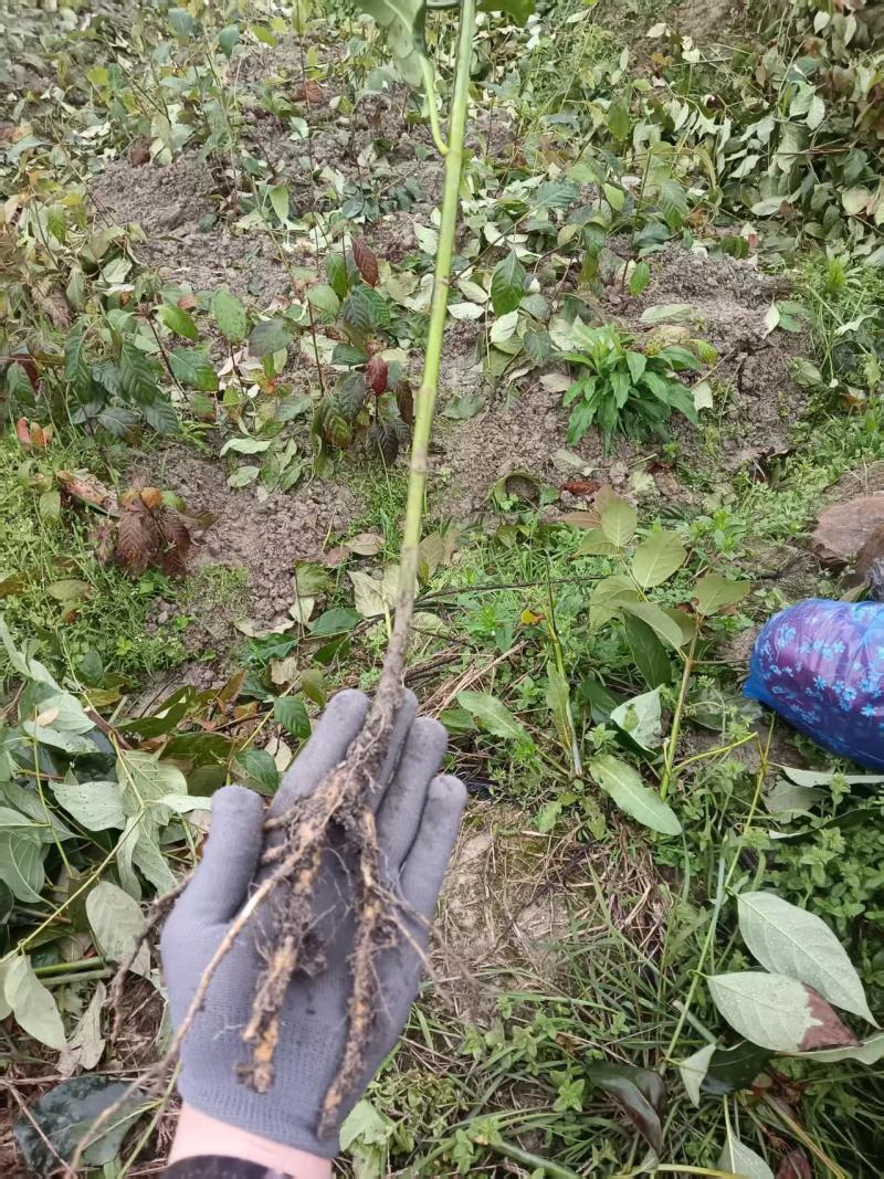 钩藤种苗中药材种植一年生/两年生壮苗基地直销