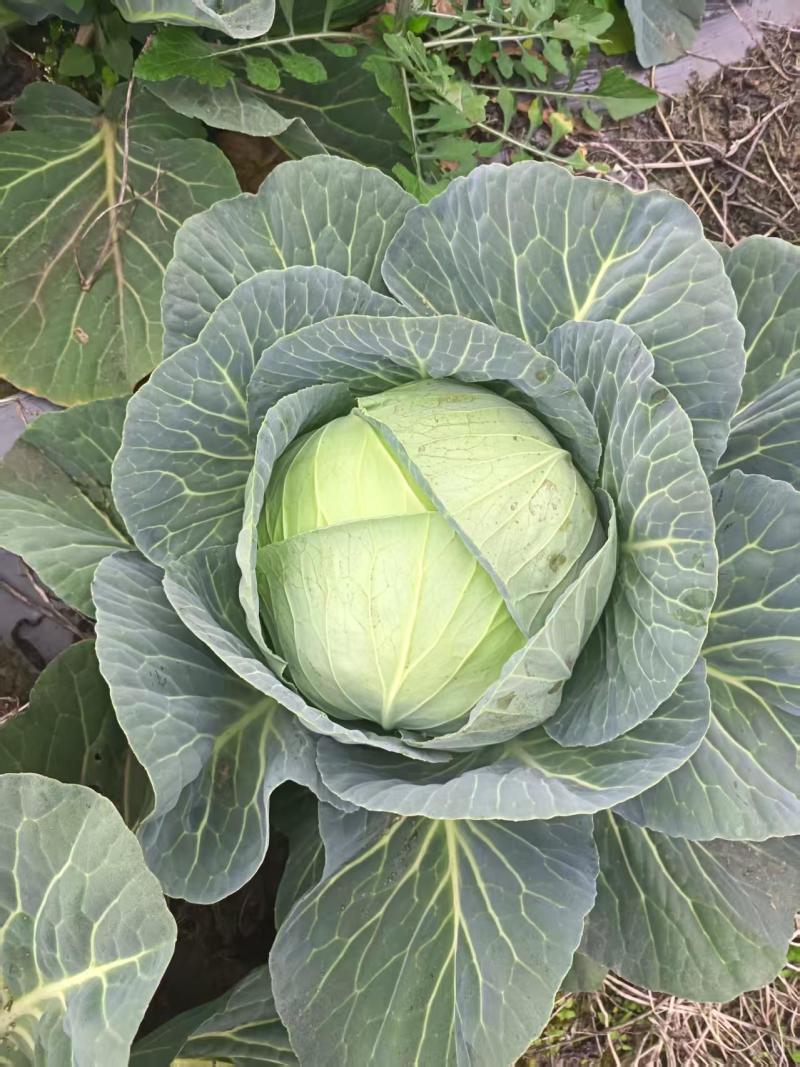 奥奇丽，包菜。贵州产地大量供应中