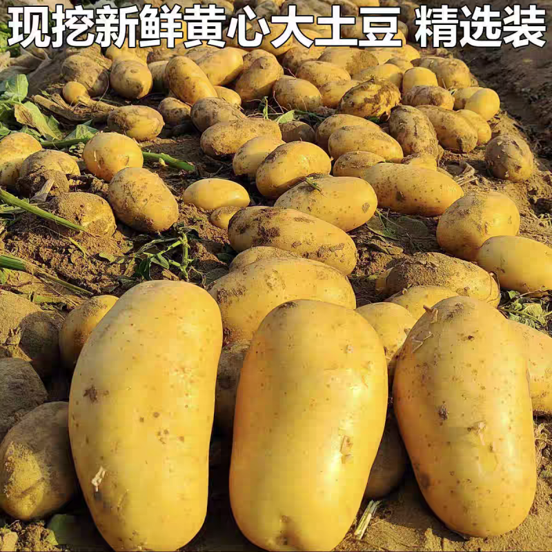 （山西土豆）黄心土豆，沃土，V7，西森等多个品种！