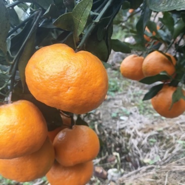 碰柑