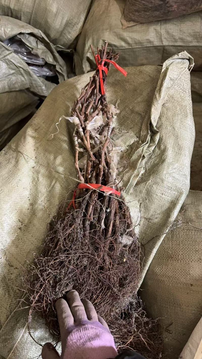 供应优质妮娜皇后葡萄苗木