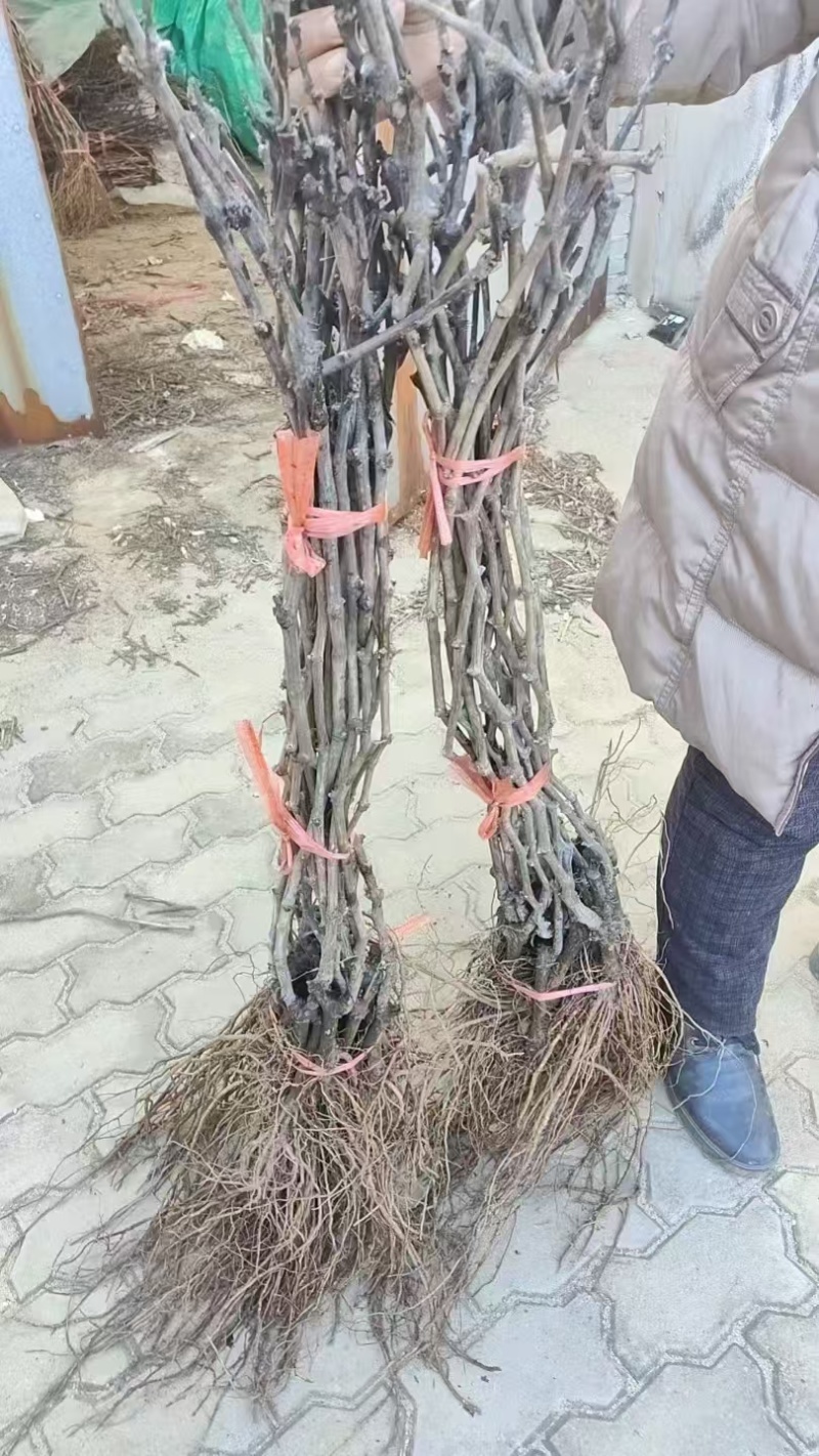 供应优质妮娜皇后葡萄苗木