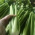 西芹多多精品西芹产地直供毛菜净菜商超食堂餐饮批发量大从