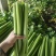 西芹多多精品西芹产地直供毛菜净菜商超食堂餐饮批发量大从