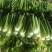 西芹多多精品西芹产地直供毛菜净菜商超食堂餐饮批发量大从