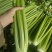西芹多多精品西芹产地直供毛菜净菜商超食堂餐饮批发量大从
