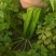 西芹多多精品西芹产地直供毛菜净菜商超食堂餐饮批发量大从