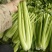 西芹多多精品西芹产地直供毛菜净菜商超食堂餐饮批发量大从