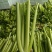 西芹多多精品西芹产地直供毛菜净菜商超食堂餐饮批发量大从