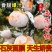 广西武鸣茂谷柑支持线上线下一件代发/量大从优/产地直发