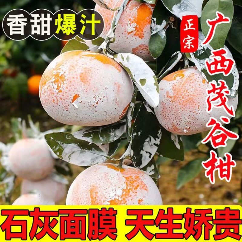 广西武鸣茂谷柑支持线上线下一件代发/量大从优/产地直发