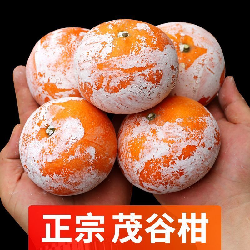 广西武鸣茂谷柑支持线上线下一件代发/量大从优/产地直发