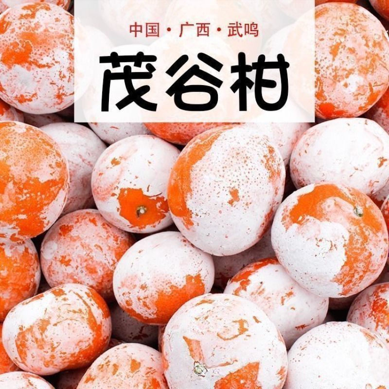 广西武鸣茂谷柑支持线上线下一件代发/量大从优/产地直发