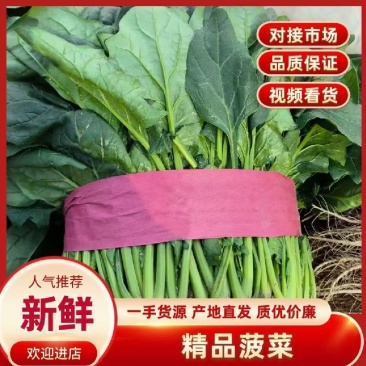 【实力商家】产地直发【诚信经营】全国发货【质量上乘】菠菜