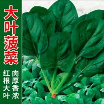 【实力商家】产地直发【诚实守信】价格合理【全国发货】菠菜好吃