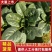 【实力商家】产地直发【诚实守信】价格合理【全国发货】菠菜好吃