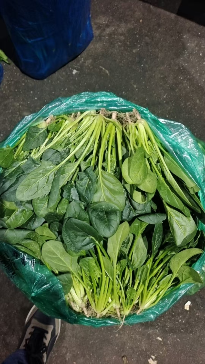 【实力商家】产地直发【诚实守信】价格合理【全国发货】菠菜好吃