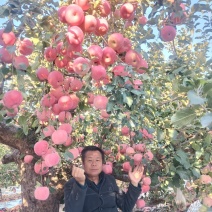 红富士苹果代购