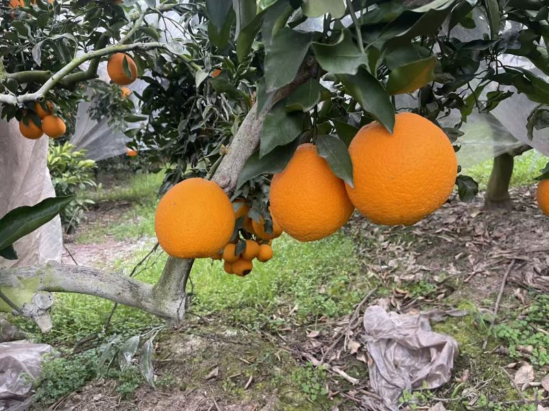 青见产地直发量大价格价格可谈欢迎来电