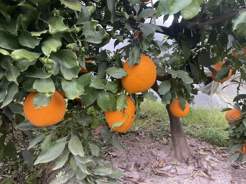 青见产地直发量大价格价格可谈欢迎来电