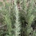 迷迭香鲜植可食用便宜处理