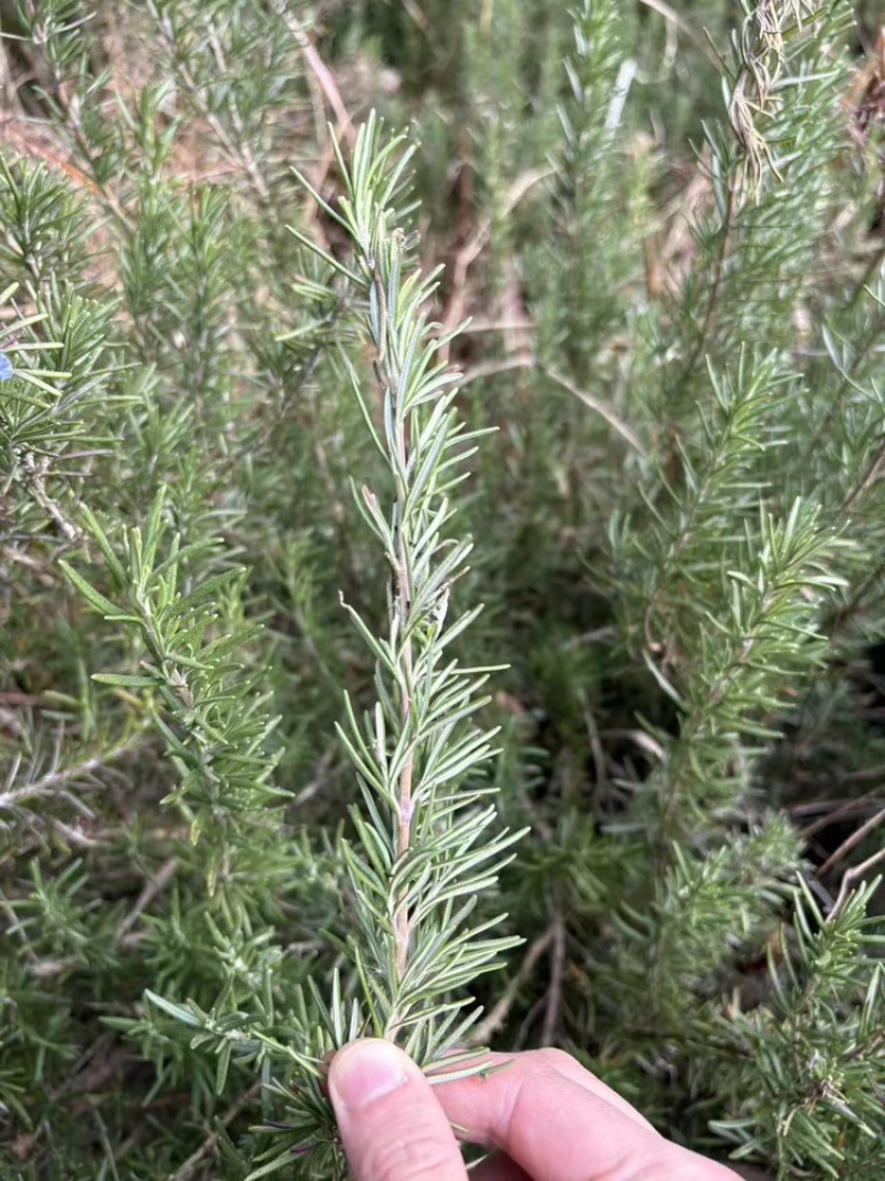 迷迭香鲜植可食用便宜处理