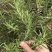 迷迭香鲜植可食用便宜处理