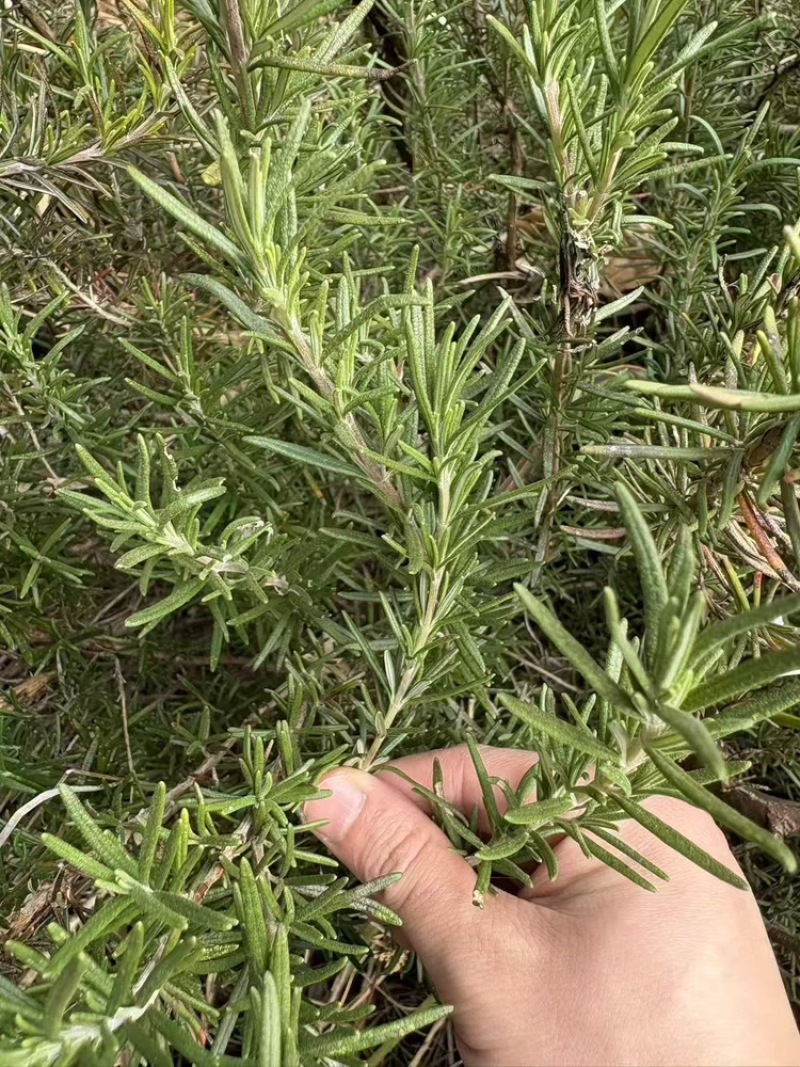 迷迭香鲜植可食用便宜处理