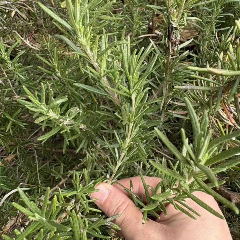 迷迭香鲜植可食用便宜处理