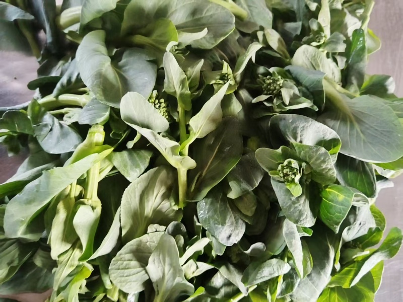 露天青菜苔大量上市欢迎采购可来电咨询