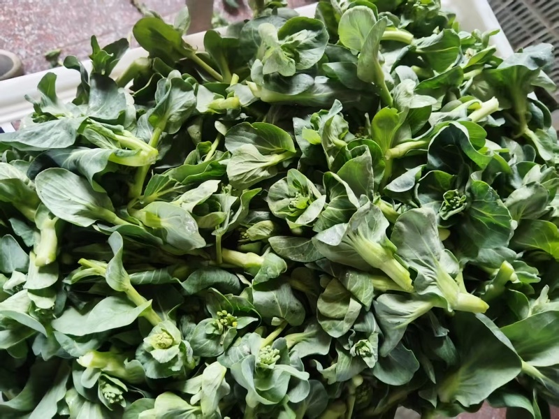 露天青菜苔大量上市欢迎采购可来电咨询