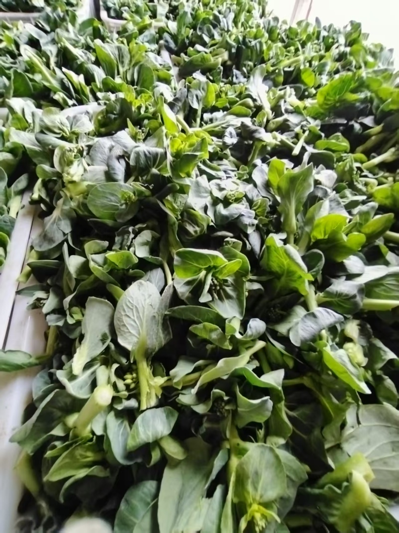 露天青菜苔大量上市欢迎采购可来电咨询