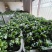 露天青菜苔大量上市欢迎采购可来电咨询