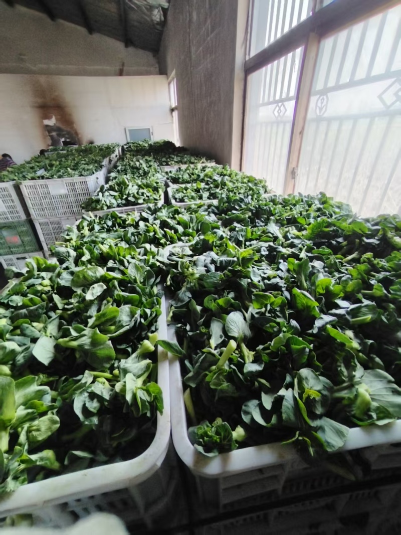 露天青菜苔大量上市欢迎采购可来电咨询