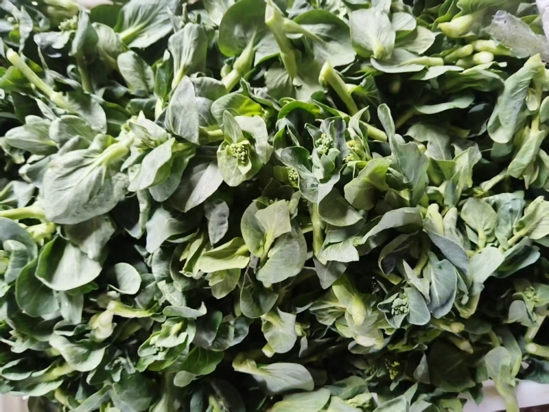 露天青菜苔大量上市欢迎采购可来电咨询