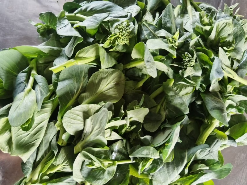露天青菜苔大量上市欢迎采购可来电咨询
