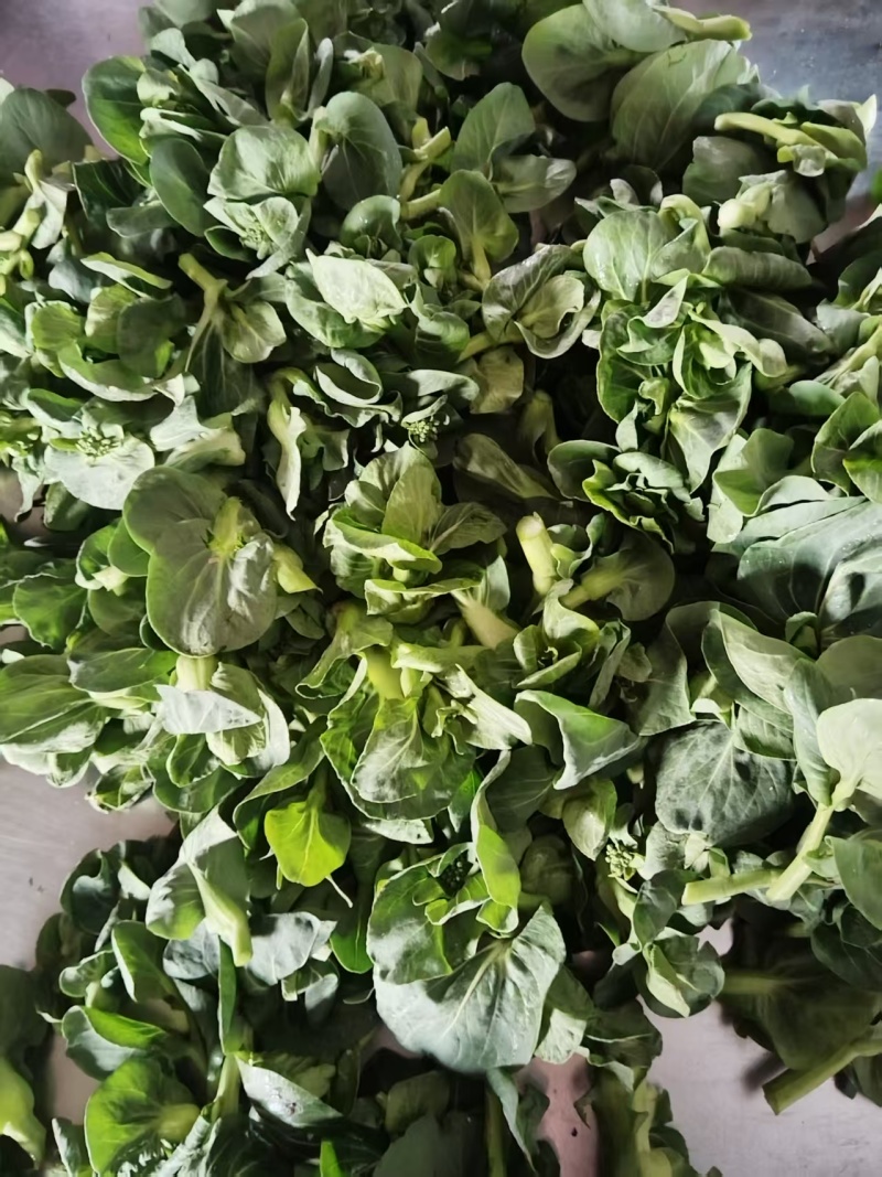 露天青菜苔大量上市欢迎采购可来电咨询