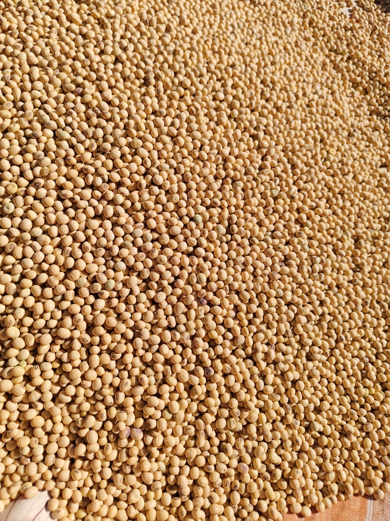 大黄豆
